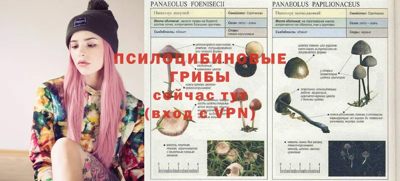 Псилоцибиновые грибы Psilocybe  даркнет сайт  Кызыл 